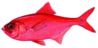 new zealand fish