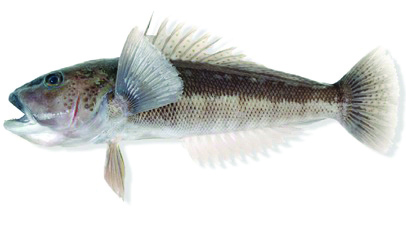 new zealand fish