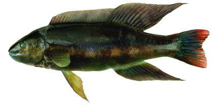 new zealand fish