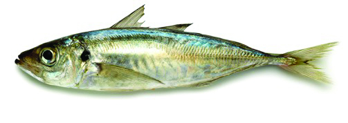 new zealand fish