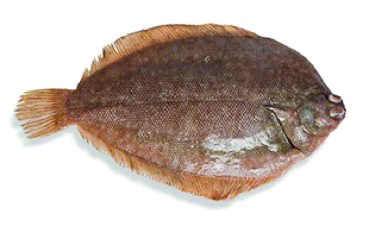 new zealand fish