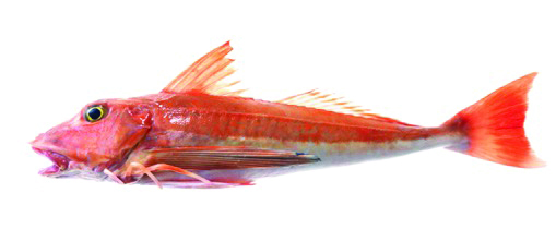 new zealand fish