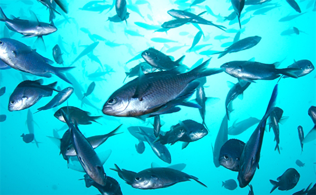 Promoting our lesserknown species