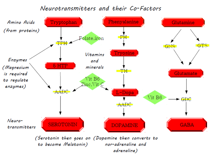 Neurotransmitters.png